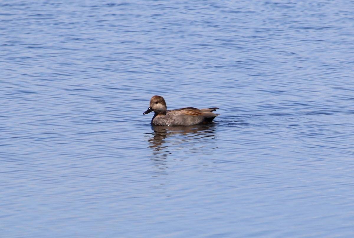 James Hatfield / Macaulay Library at the Cornell Lab of Ornithology (ML149552371)